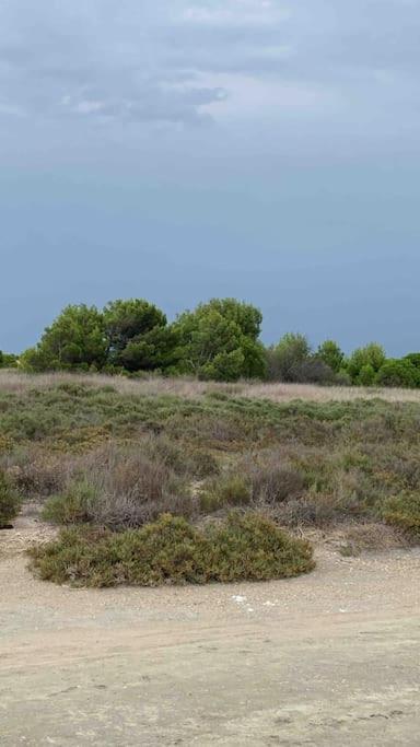 Vue Marin Et Canigou Apartment Le Barcares